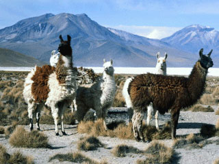 kt_dz_id064_east.jpg