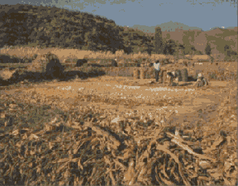 kt_dz_id095_west.gif